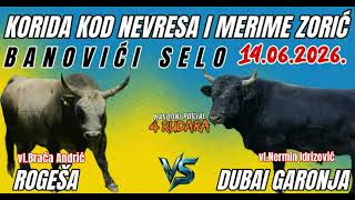 Banovići Selo korida 14 06 2026 BH KORIDE 4 RUDARA DZINGL