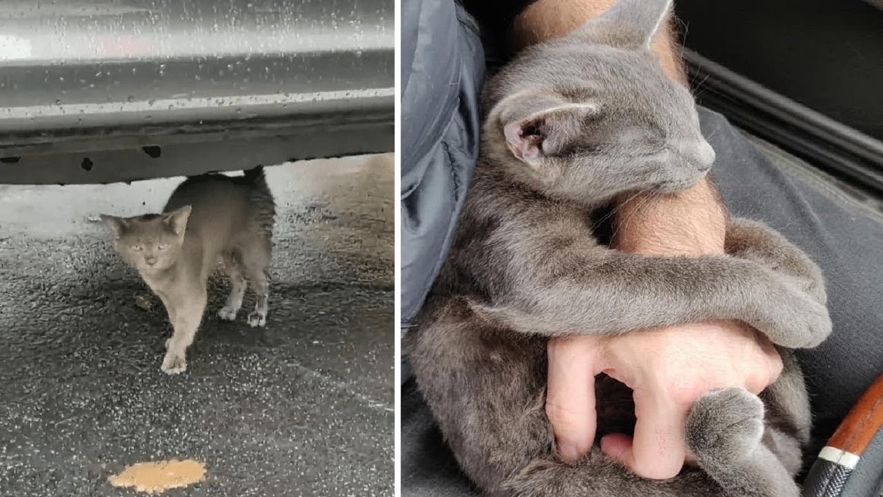 Подобрали котенка с улицы. Бездомные кошки. Бездомная кошка на руках. Бездомный кот на руках. Бедный котик.