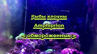 Рыбы клоуны Amphiprion морфа  -  обмороженные