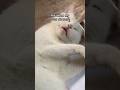 CUTE SLEEPING Cat 😽🫶🏼 #catshorts