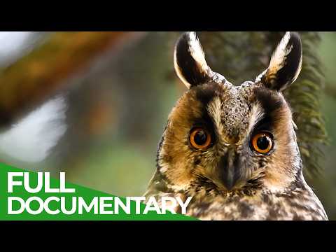 Seasons of the Forest: Journey Through The Untouched Wilderness of Hungary | Free Documentary Nature