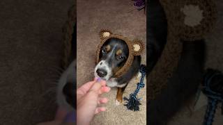 Yeah She Hates Me Again Crochet A Dog Snood Bear Version