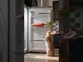Rabbit Stealing Carrots from the Fridge🐇😜#shorts #pets