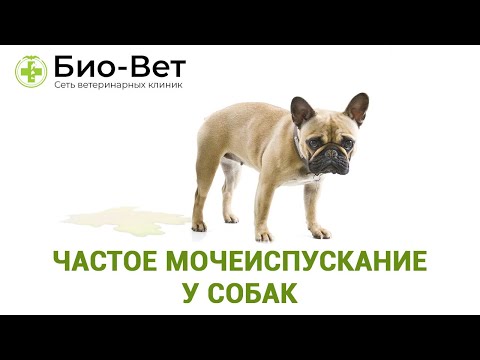 Частое мочеиспускание у собак. Ветеринарная клиника Био-Вет.
