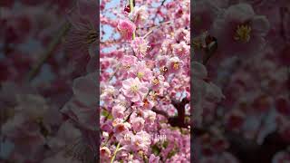Best Plum Blossom Spot in Kyoto