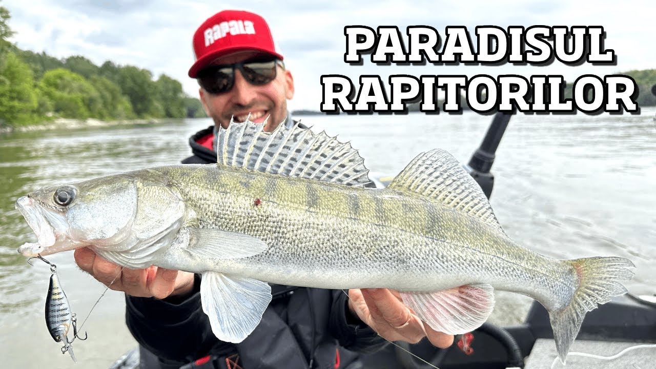 INCA o ZI REUSITA pe DUNARE! 🤩 DRILURI de VIS cu PESTI FRUMOSI in CURENT PUTERNIC 🎣