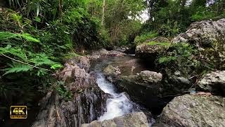 Therapeutic birds chirping with the sound of calm flowing water  #watersounds