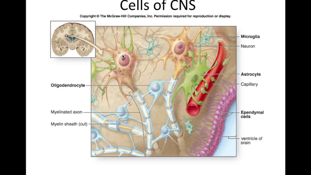 Nervous System 1C cell types, part 2 support cells - YouTube
