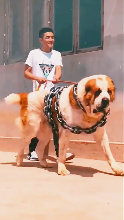 World biggest guardian dog breed 🔥😱 alabai Asian shepherd 😱🔥 #dog #alabai #pitbull#pitlove #dogbreed