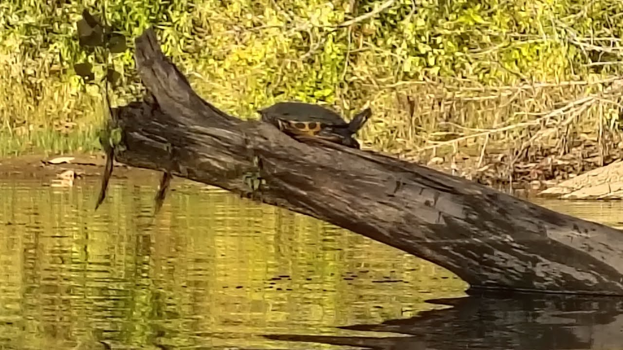 Bass fishing saw a few turtles #kayakfishingtips #fishing #kayakfishingtips #bassfishing @AYOFishing