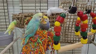 budgie sounds for lonely birds to make them happy