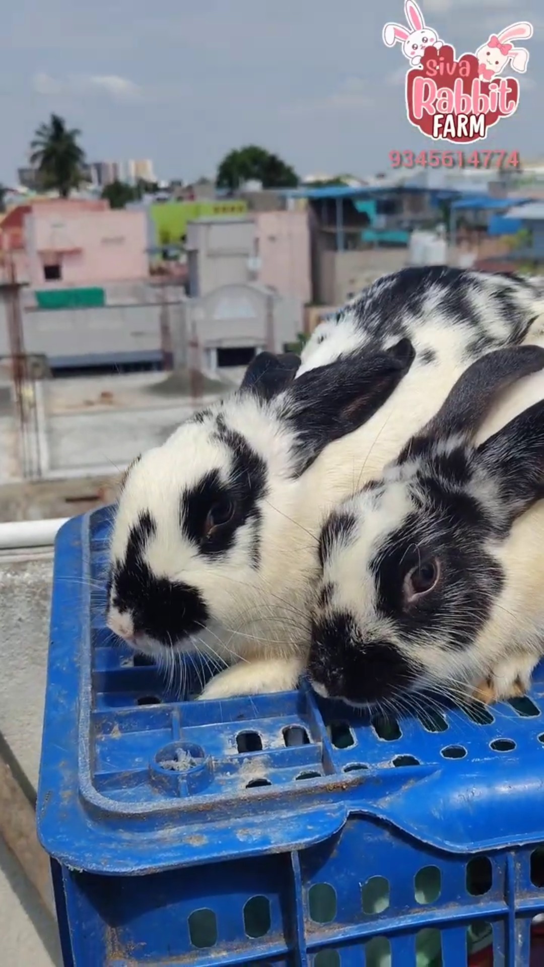 🐕செல்ல பிராணிகள் வீடியோ🐈 - ShareChat