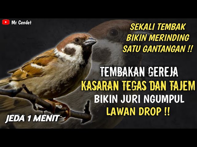 NGERIII..!!!MASTERAN TEMBAKAN GEREJA KASARAN TEGAS DAN TAJEM || BIKIN JURI NGUMPUL !! class=