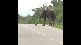 A Beautiful Tusk Elephant Came To The Main Road | 美しい牙を持つ象が幹線道路にやって来ました | Tusker | Wildlife #Shorts