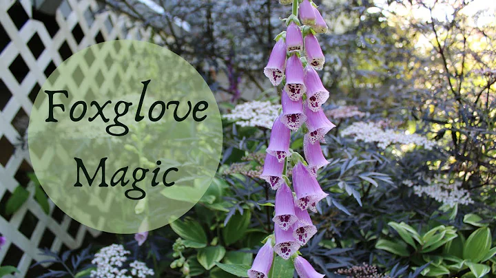 Unlock the Enchanting World of Foxglove: A Captivating and Bewitching Plant