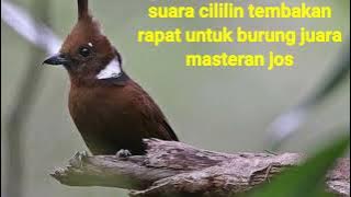 Suara Cililin Gacor..lllSuara cililin tembakan rapat masteran burung para juara