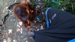 Scary Encounter with Orangutan in Sumatra, Indonesia 🇮🇩