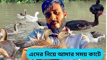 এদের নিয়ে আমার সময় কাটে | চিনা হাঁস রাজা হাঁস পালন পদ্ধতি আমার