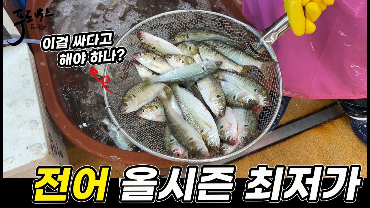 이걸 싸다고 해야 할까요?  그래도 올시즌 최저가 !!!  얼마?.    [노량진수산시장 20260910]
