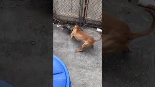 Draco Getting In Shape For The Adba Show April 29