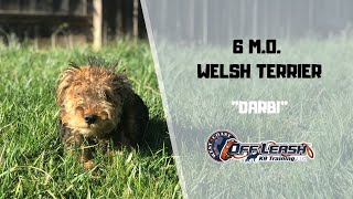 WELSH TERRIER / DOG TRAINING