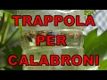 TRAPPOLA PER CALABRONI