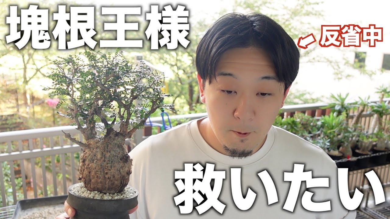 パキプスの枝を全力で茂らすつもりが足止めくらってます｜operculicarya pachypus