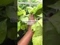 A perfect day😍 #adayinmylife #rain #viral #barish #nature #lovesong #youtubeshorts #plants
