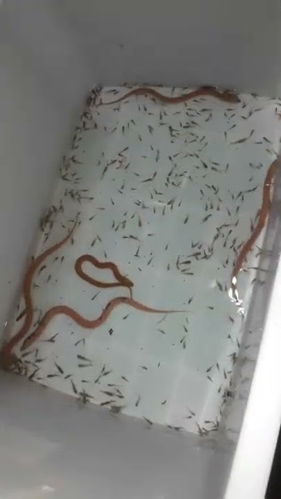 Belut albino, belut Calico, belut putih