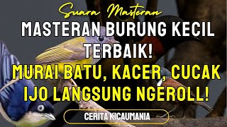 Download Lagu Masteran Burung Kecil Terbaik! Murai Batu, Kacer, Cucak Ijo Langsung Ngeroll! MP3 Download Lagu Masteran Burung Kecil Terbaik! Murai Batu, Kacer, Cucak Ijo Langsung Ngeroll! MP3
