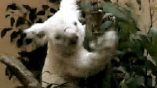 White Koala