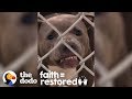 No One Thought This Growling Pit Bull Would Make It Out Of The Shelter  | The Dodo Faith = Restored