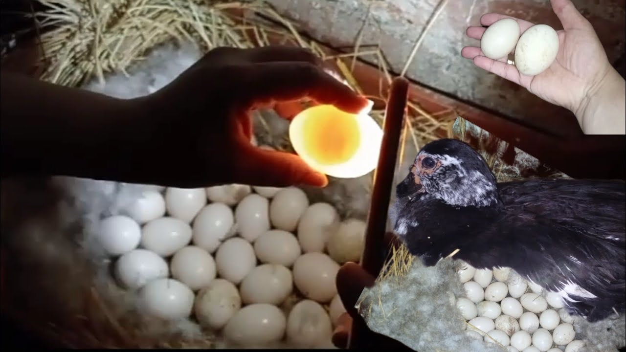 طلعت افحص بيض البط الخليط وهنشوف البيض المخصب من الغير مخصب تحت البط 💯👌