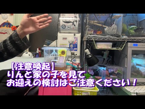 【注意喚起】りんと家の子を見てお迎えの検討はご注意ください！【りんと日記】