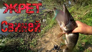 видео: Ловля щуки осенью на свинью Pig Shad с Алиэкспресс.Щука на крупный силикон.Рыбалка на щуку в сентябр картинка: Ловля щуки осенью на свинью Pig Shad с Алиэкспресс.Щука на крупный силикон.Рыбалка на щуку в сентябр