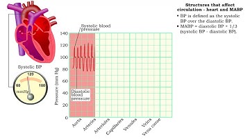 Structures that affect circulation - heart and MABP