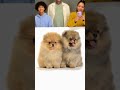 Pomeranians siendo divertidos y tiernos