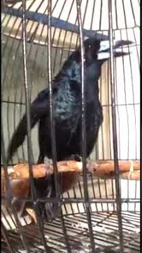 Burung Jagal Papua Hitam