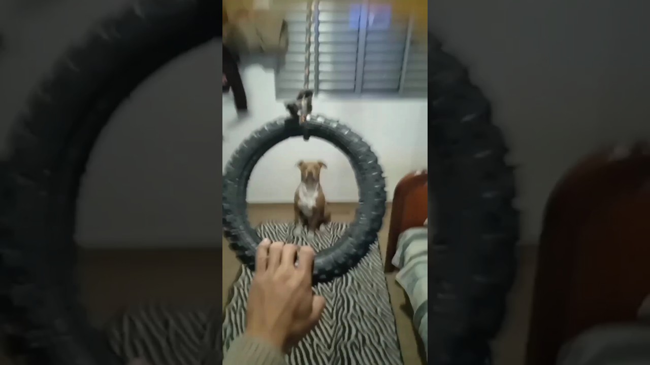 MAYLON GANGSTER vs PNEU 🐕😅 