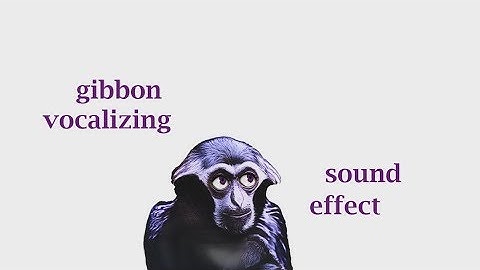 The Animal Sounds / Gibbon Monkey Sounds / Sound Effect / Animation
