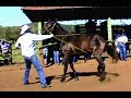 Doma de cavalo chucro em São Carlos-SP