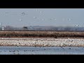 Snow Geese At Loess Bluff National Wildlife Refuge