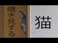 覗き見グレイさん 覗き見グレイさん