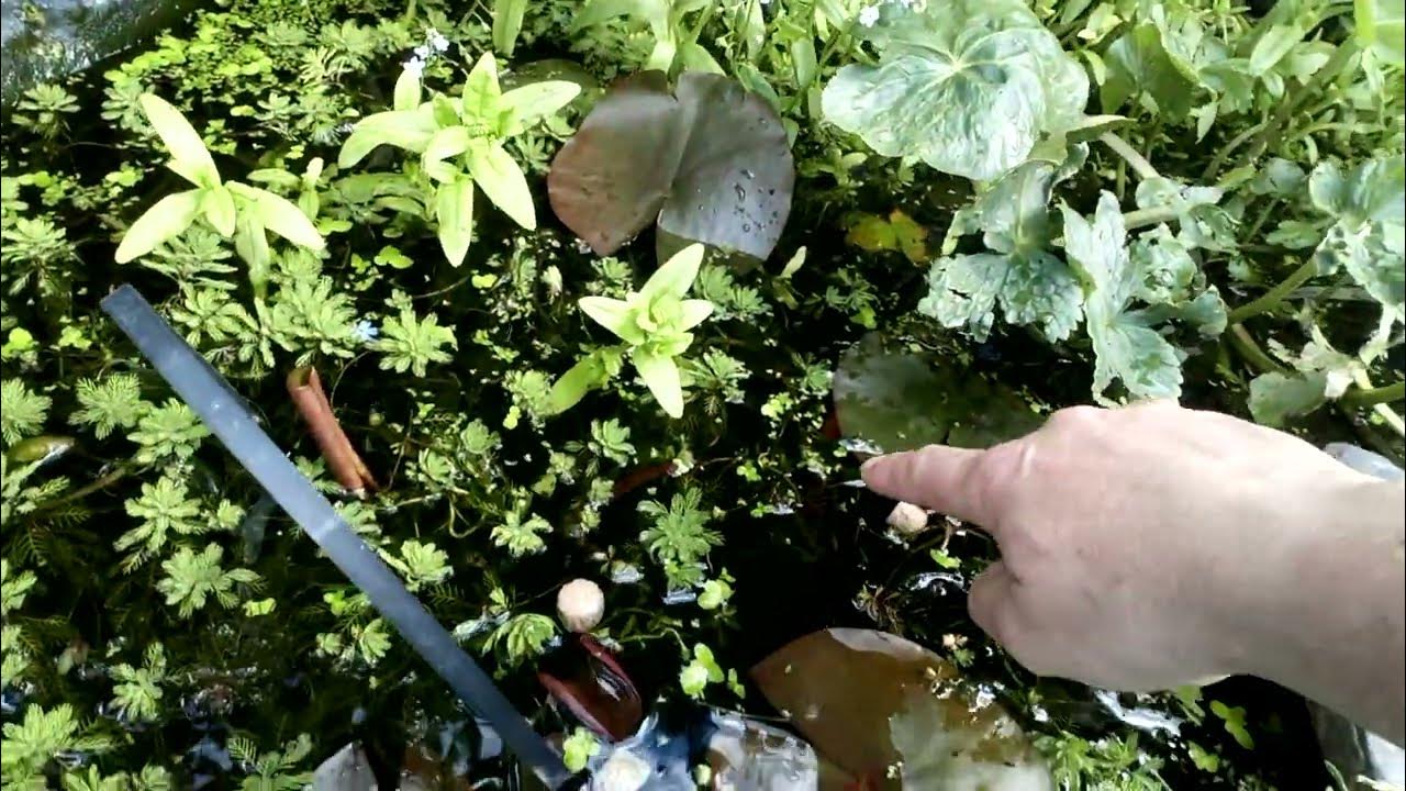 Tadpoles in a garden pond (insane amount) YouTube