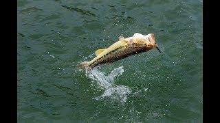 Z Man Fishing Drop Shot Rig | Pro Tips (2019)