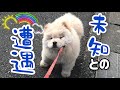 ビビる姿も愛おしいチャウチャウの赤ちゃん