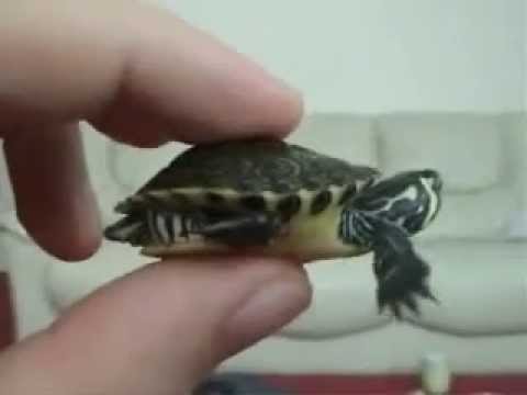 turtles that stay tiny