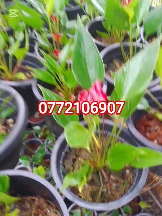 MILIYAN FLOWERS #0772106907 #gardenplants #garden #lifeisbutadream #gardenflowers