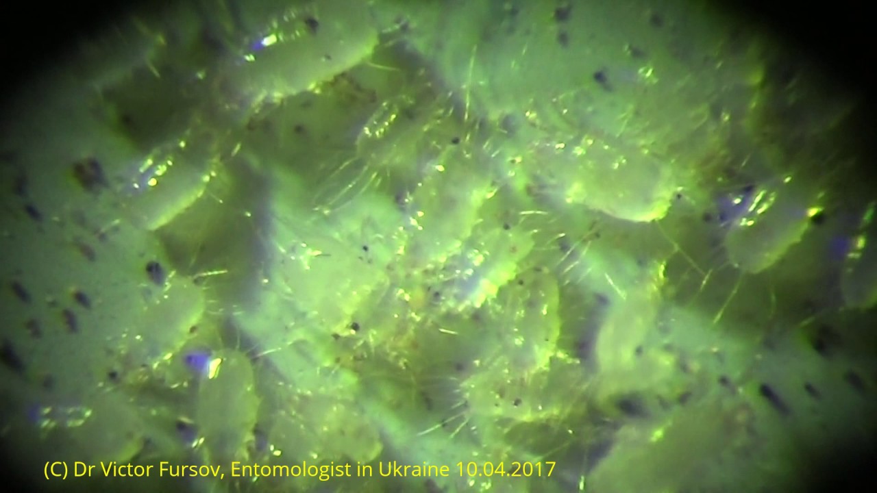 Чудо под Микроскопом: Мучные клещи Acarus siro в 3D ?