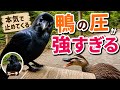 【vlog】帰ろうとすると止めてくる鴨 #カラス #crow #鴨 #duck